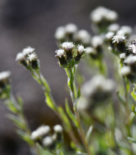 Antennaria friesiana ssp. friesiana
