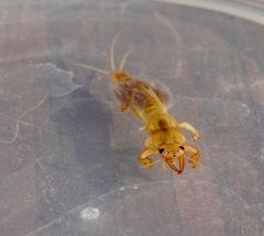 Ichthybotus hudsoni