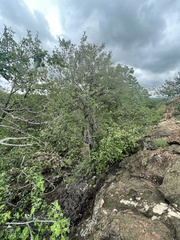 Androstachys johnsonii