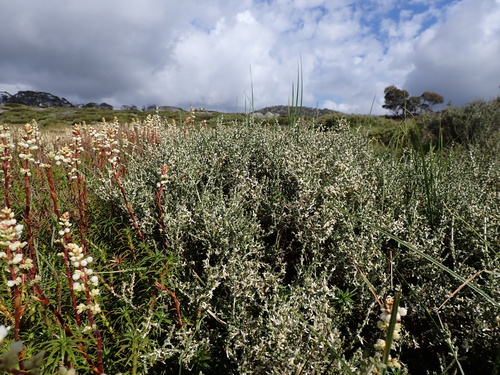 Image of Olearia algida by (c) Nina Kerr, some rights reserved (CC BY)