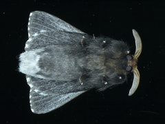 Symphyta nyctopis