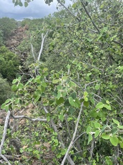 Androstachys johnsonii