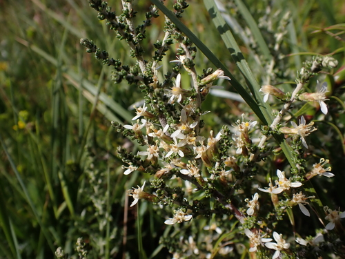 Image of Olearia algida by (c) Nina Kerr, some rights reserved (CC BY)