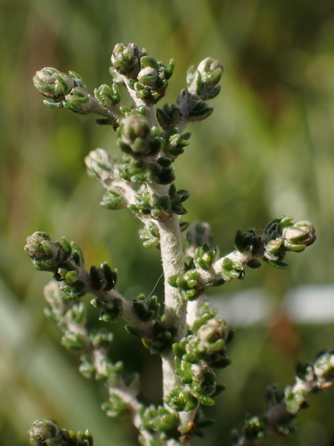 Image of Olearia algida by (c) Nina Kerr, some rights reserved (CC BY)