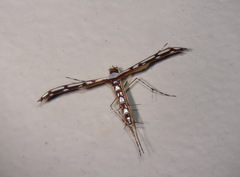 Cosmoclostis aglaodesma