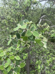 Androstachys johnsonii