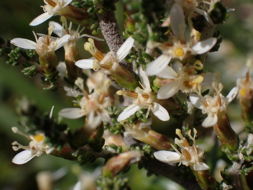 Image of Olearia algida by (c) Nina Kerr, some rights reserved (CC BY)