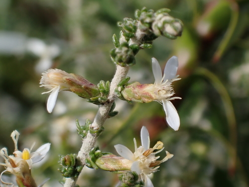 Image of Olearia algida by (c) Nina Kerr, some rights reserved (CC BY)