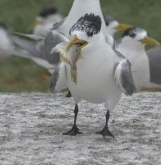 Arotrolepis filicauda