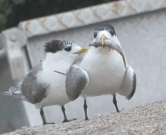 Arotrolepis filicauda