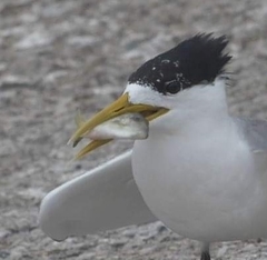 Arotrolepis filicauda