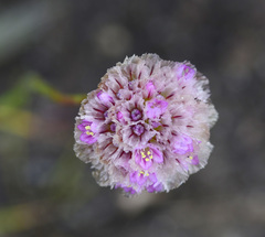Armeria maritima sibirica