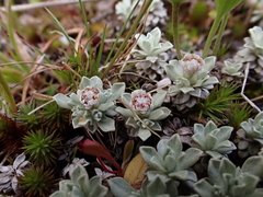 Ewartia nubigena