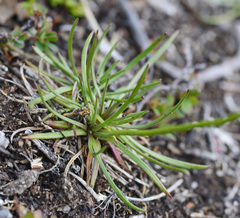 Armeria maritima sibirica