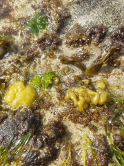 Colpomenia tuberculata