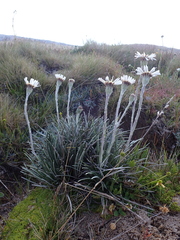 Celmisia pugioniformis