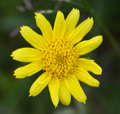 Arnica angustifolia