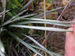 Celmisia pugioniformis