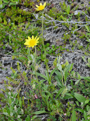 Arnica angustifolia
