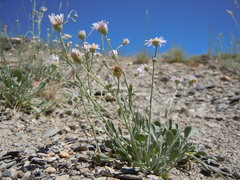 Erigeron tweedyi