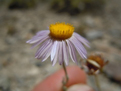 Erigeron tweedyi