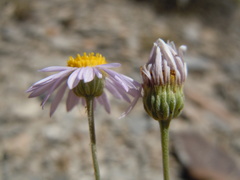 Erigeron tweedyi