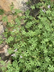 Cleome oxyphylla oxyphylla