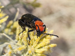 Lytta vulnerata