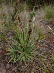 Stylidium montanum