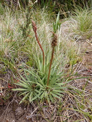 Stylidium montanum