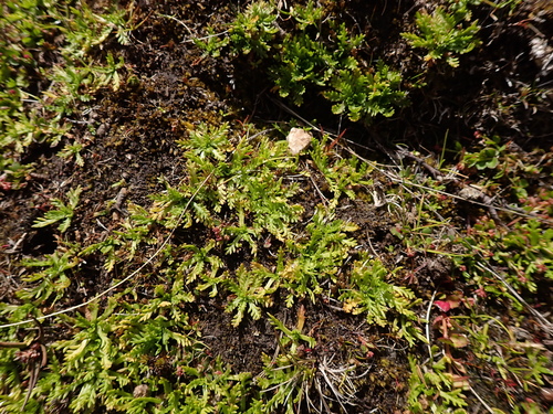Image of Alpine Cotula (Cotula alpina) by (c) Nina Kerr, some rights reserved (CC BY)