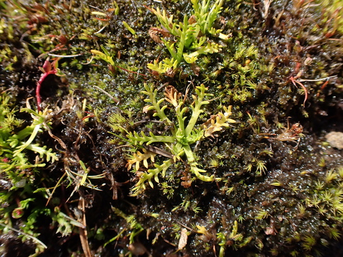 Image of Alpine Cotula (Cotula alpina) by (c) Nina Kerr, some rights reserved (CC BY)