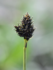 Carex norvegica