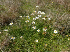 Brachyscome tadgellii