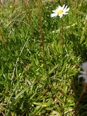 Brachyscome tadgellii