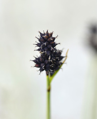 Carex norvegica