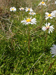 Brachyscome tadgellii