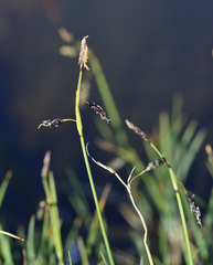 Carex rariflora