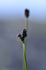 Carex norvegica
