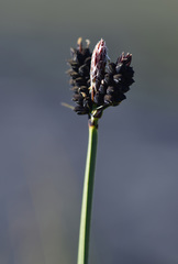 Carex norvegica