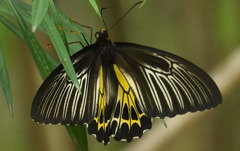 Troides minos