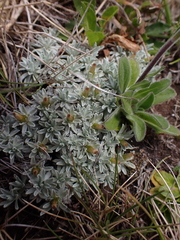 Argyrotegium nitidulum