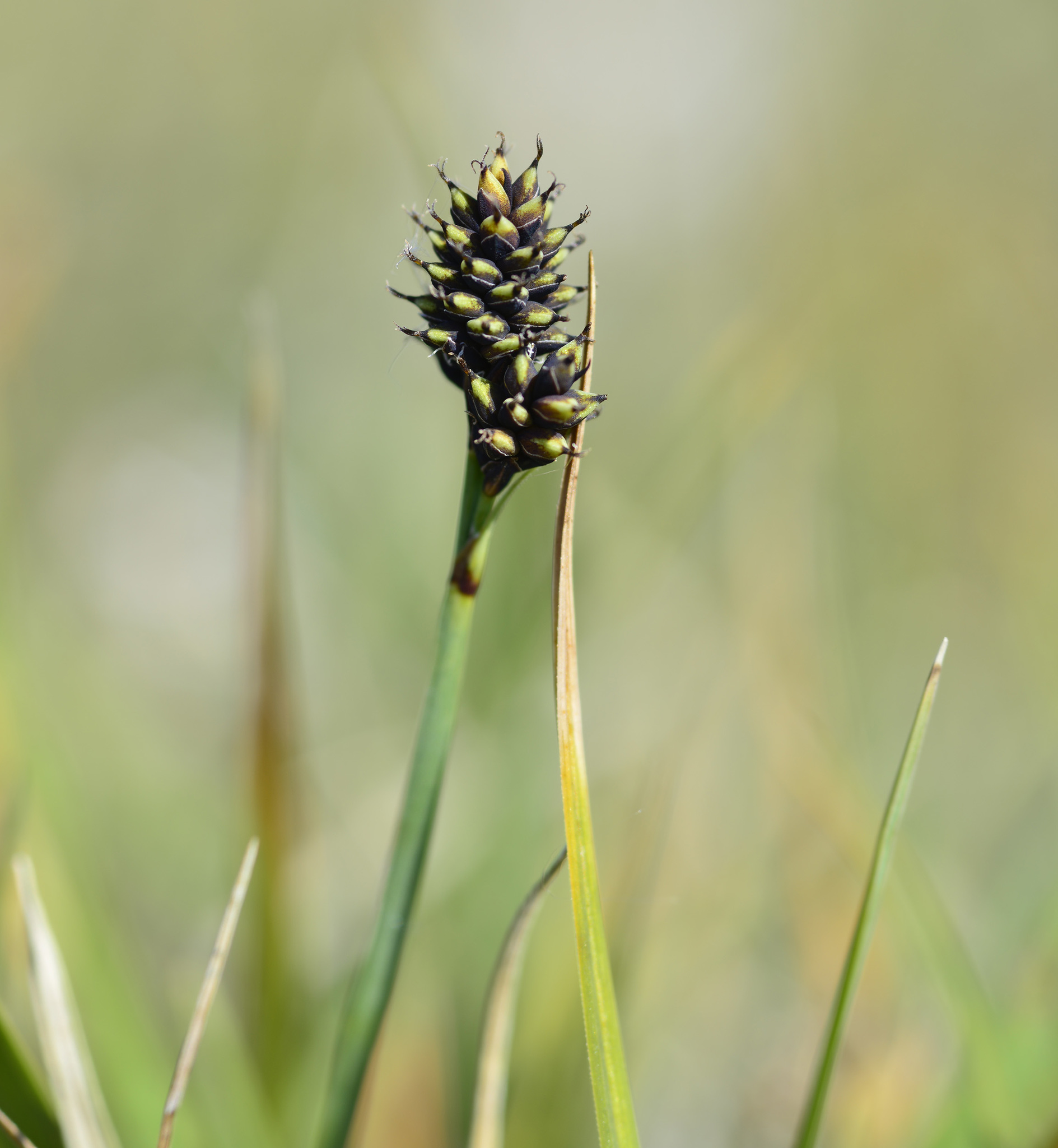 Carex norvegica