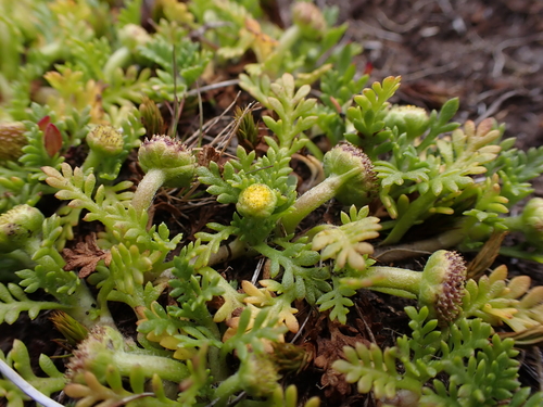Image of Cotula alpina by (c) Nina Kerr, some rights reserved (CC BY)