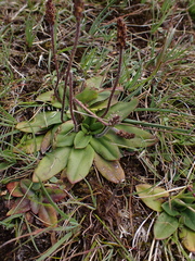 Plantago alpestris