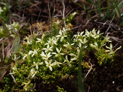 Stackhousia pulvinaris