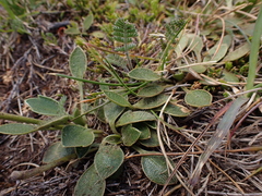 Ranunculus muelleri