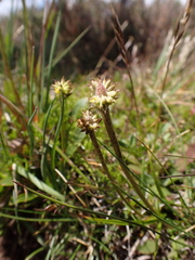 Ranunculus muelleri