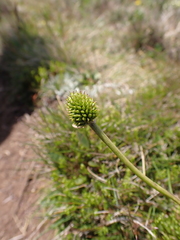 Ranunculus muelleri