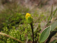 Ranunculus muelleri
